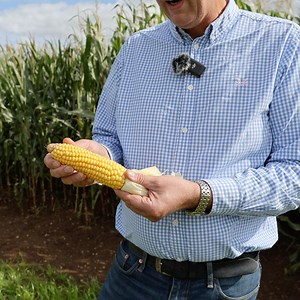 At this time of year, it's important to keep checking your KWS maize crops regularly. In this latest video from KWS is a quick, pre-harvest summary, to help assess your crop and to look at the overall maturity. Andrew Cook our KWS Maize Product Manager gives you some simple steps to ensure that you optimise your maize crop harvest at the correct dry matter. Also in the new KWS maize portfolio we give lots of harvest advice and details of all our new varieties, download a copy from our website bi