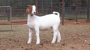 Miller Show Goats on Reels