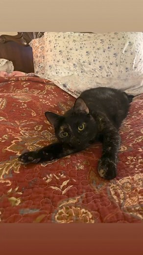 Friday Prayer to our Lord, Dear Lord, On this beautiful Friday morning we come to You seeking Your protection and guidance for the day ahead of us. We pray that we all wake up like little TT for a Fantastic Fabulous FriYay! We ask that you Hydrate our souls with your Love and we thank You for Your faithfulness, Your goodness, and Your mercy which endures forever. In Jesus sweet name, Amen 🙏🏽 | Henry Brooks