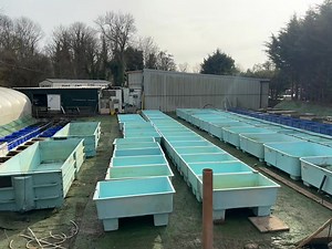 Raceway update! 🚨🚨 Most the tanks are in place ready to be plumed in. We are working on maturing the filters so we can add all the fish back ready for spring. | The Carp Co