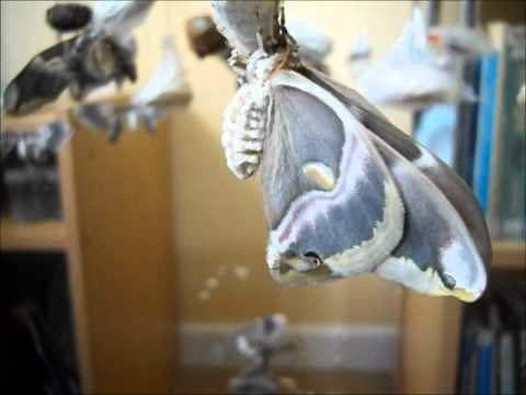 Giant Silkmoth: Eclosion to Flight