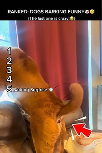RANKED: WHEN DOGS BARK GOES WRONG😂💨 #funnydogs #dogshorts #barkingdogs
