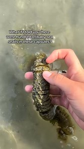 Have you ever found a washed up egg capsule? #marineinvertebrates #beachcombing #whelks #whelk #whelkeggcase #sanddollar #northcarolina | Marine Invert Girl