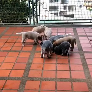 Here is the fully adapted post, rewritten for Australian Cattle Dogs (also known as Blue Heelers or Cattle Dogs) available for adoption and rehoming: 🐾🐾 Australian Cattle Dog Puppies for Adoption/Rehoming 🐾🐾 Both parents are purebred Australian Cattle Dogs, raised right here on our 4-acre property in Cohasset, CA. They come from quality working bloodlines and live in a quarter-acre enclosure. Parent Details: The father is Rex: 8 years old, 50 lbs, strong, loyal, and very intelligent with a s