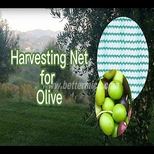[Hot Item] Durable HDPE Olive Gathering Net for Hassle-Free Harvesting