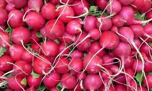 How to Grow Radishes