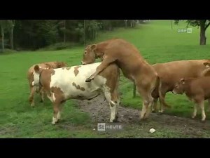 Steirische Landwirtschaft - Mutterkuhhaltung