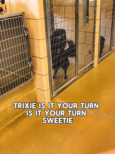 Heart Melting Shelter Dogs Adoption Reactions 🥺💚 #RescueDog #DogAdoption #ForYou #Fyp #Emotional