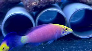 Mystery wrasse 🐟 #essex #essexbusiness #lfs #allmymoneygoestofish #aquariumsofinstagram #reefaddict #aquariumhobby #reeftanksofinstagram #aquarium #instareef #allmymoneygoestocorals #instagood #marineaquarium #aquariumfish #reeftanks #aquariumlife #harlow #instagram | Advanced Aquarium Consultancy Ltd //Essex Coral Farm