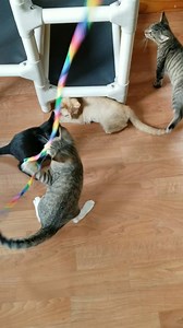 More kittens! | Humane Society of Schuyler County