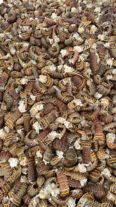 Night diving spiny lobsters! Spiny lobsters come out to feed at night so you can find them walking around the sea floor in search of food! #spinylobster #lobster #nightlife #nightdiving #instadaily #bahamas #influencer #capturethemoment #intothewild #underwaterworld #divein #adrenaline #adrenalinejunkie #adrenalinerush #dark #information #fisherman #adventure #underwaterlife #explore #exploreeverything #mylife | Duran Roberts