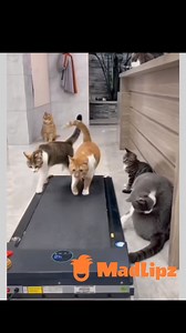 Cats of treadmill 😁 #madlipz #voiceover #voice #dubbing #cats #catstagram #funnyvideos | MadLipz