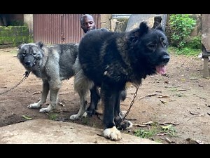 How to Perform a Successful Dog Mating| 2025 Final Dog Mating#dog ##pets #petsrule #animal