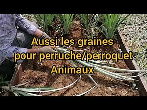 Plantation d'ananas + Les bons plans au potager, à ne surtout pas rater
