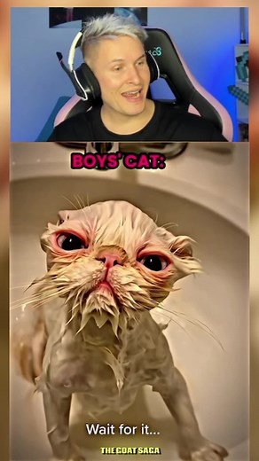 Gatos de chicas vs gatos de chicos: diferencias y curiosidades