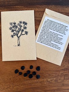 Joshua Tree Seeds, Yucca Brevifolia, Cactus Succulent - Etsy