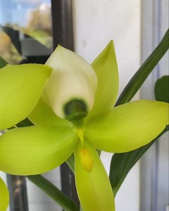 Vandas, catts, dens, gamms and bulbos galore!!!! We are back to our normal Facebook shows on Thursdays and Sundays. Special Facebook live nursery tour and sales, 2:00 HST, Thursday and Sunday 7:00Pm eastern Orchid Alley Kauai Vandas and Dendrobiums are also available at the shop in Kapaa | Orchid Alley Kauai | Facebook