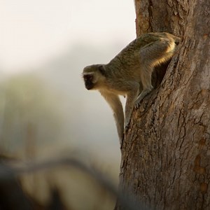 When a sweet treat presents itself, you deserve to take it 🌺 #TheFlood is now streaming on Disney . | National Geographic Animals