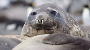 53K views · 1.2K reactions | While trying to film King Penguins on South Georgia Island, Wild_Life host Bertie Gregory ran into a bit of a blubbery roadblock when some Southern Elephant Seals came out on the beach to sunbathe | National Geographic Animals | Facebook