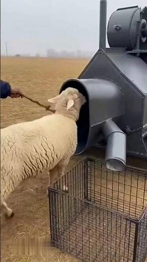 😳 One Woolly Sheep Walks In… Endless Wool Starts Pouring Out 🤯🐑