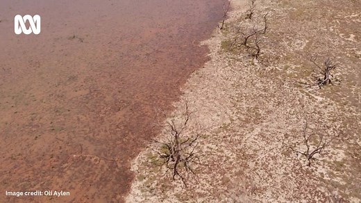 3.8K views · 144 reactions | Lake Pinaroo in the Sturt National Park is filling again, thanks to rain that fell last week from the ex-Tropical Cyclone Kirrily.  The rain has also provided a welcomed drink for the rest of the lake catchment area, with Frome Swamp filled to the south-east, before spilling over into Frome Creek and flowing into the Pinaroo Basin. Wild Deserts and UNSW PhD student Oli Aylen | ABC Broken Hill | Facebook