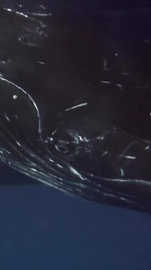 Dreamy scenes with Expedition Drenched 💙 #highfieldboats #daretoexplore | Highfield Boats