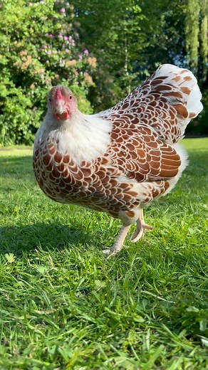 So pretty!! #pretty #chicken #chickens #chickensofinstagram #hensofinstagram #chickensaspets #chickenkeeping #petstagram #chickenlife #birds #birdsofinstagram #fluffy #backyardchickens #pethens #happyhens #chickenfriends #chickenjoy #mypet #itsthelittlethings #pet #gardenhens #cute #featheredfriends #hens #cuteanimals #beautiful #petstagram #animals #pethens #beauty #cutepetclub #happyplace | Eggs and Fluff