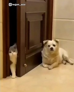 ‎حجت عزیزی‎ on Instagram‎: "چَپَکی باخِی... @hojjatt_azizi حتما دوستلاروزی دا تگ الیون و پایلاشون #گربه #سگ @hojjatt_azizi . دوبله و صدا گذاری حجت عزیزی"‎