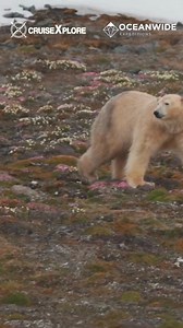 Meet @hazel_pittwood, Assistant Expedition Leader and passionate marine conservationist. 🐧❄️ Go behind the scenes and see how guides like Hazel introduce guests to the polar world, showcasing incredible wildlife, breathtaking landscapes, and the urgent conservation challenges these iconic species face in a warming world. 🌊 Learn about low-impact, educational tourism that lets travelers explore remote destinations responsibly, leaving only memories and minimal trace. Watch Hazel share her passi