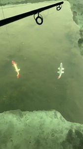 10K views · 29 reactions | Spear hole action !! Gotta be quick. #foryou #sports #explore #fishing #suprise #DenimYourWay #exploring #catch #redneck #michigan #wow #camping #fast #BVIRAL | Caught Outdoors | Facebook