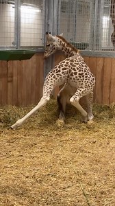 Si vous n’aviez jamais vu une girafe se mettre au sol et se relever, c’est maintenant chose faite avec Gustave 🦒 C’était pour moi la toute première fois que je voyais cela… absolument fascinant ✨🌸 Zoo d'Amiens Métropole #amiens #amiensmetropole #amienstourisme #amienscity #zooamiens #girafe Amiens Métropole - Ville d'Amiens ici Picardie Wake up Amiens #wakeupamiens | Mathilde Decaux Photographie