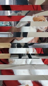 APT meow meow version 😆 #catreels #catlovers #catsoffacebook #ilovecats #cutecats | Patchi, Orange & Friends