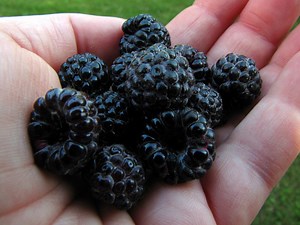 Schwarze Himbeeren - Rubus leucodermis - Seltene 'Frucht' Samen - Purpur Himbeere, Rubus occidentalis, Rosaceae, Fingerhut - Etsy.de
