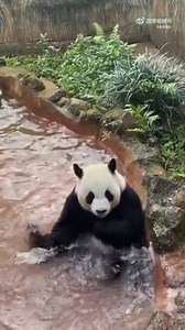 22K views · 3.8K reactions | Splish Splash I will bite your ass if you bother me during my spa time!  #naturephotography #nature #panda #fluffy #pandas #cute | Pandas, a Light In My Heart | Facebook