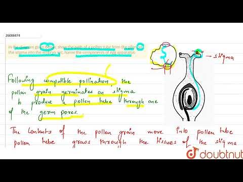 In the diagram given below, show the path of a pollen tube from the pllen