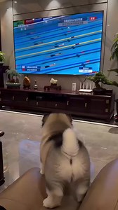 Curious Little Dog Moments That Make You Smile