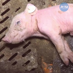 PETA France on Reels