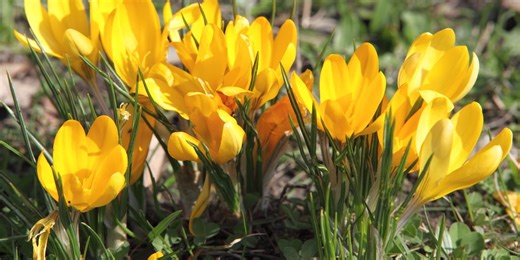 Winter pauses, spring showers arrive