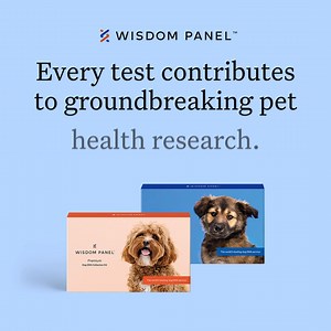 Unlock your dog's DNA. Personalize care to their unique needs and find their relatives! | Wisdom Panel
