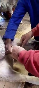 11K views · 19 reactions | Selection of fertile sires is crucial for profitable lamb production. Males with larger testes tend to sire daughters that reach puberty at an earlier age and ovulate more ova during each oestrus period. Measurement of the scrotal circumference (SC) is thus an essential part of the breeding soundness evaluation. | Kibois Breeders | Facebook