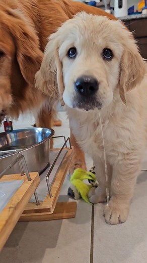 SAMMY & CHARLIE | Golden Retrievers 🐾 on Instagram: "Finally found the perfect mop 😀😅 • • • #goldenretriever #funnydog #dogreels #cutedogs #goldenretrieverpuppy #dogcomedy #cutedogsofinstagram #goldenretrieversworld #goldenoftheday #goldenlovers #dog #puppy #weeklyfluff #funnydogvideos #doggo #doglove"
