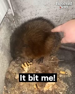 3.9K views · 6 comments | This woman has a message for people who want to pet wild rats: Don’t | Human Nature | Facebook