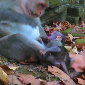 You Won’t Believe This Heartbreaking Moment When a Baby Monkey Is Denied Milk by Its Mother | Clip Monkey