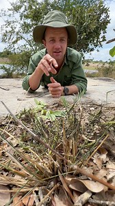92K views · 861 reactions | Cream milkweed locust nymphs are brightly colored to show predators that they are poisonous! #closeup #ecosystem #reels | Reilly Travers | Facebook