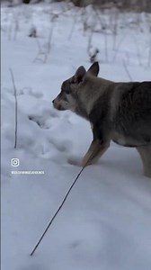 Footage of a rare Swedish Elkhound male pup 🐺 #jämthund