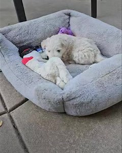Baby quail will be ready in a month for his forever family! This cockapoo is literally as cute as they come! | Underdog Animal Rescue