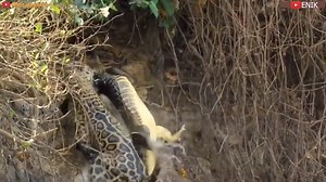 Top 10 Strongest Predators In The Wild - Prey VS Predator - Predator VS Prey - Blondi Foks There are countless predators in the world. All of them are hungry, super dangerous, ferocious and can show up all of sudden. each of them has its own method of hunting and killing. They hunt to survive and they need meat to live. Now I want to show you the strongest predators of all time. 1. ? 2. Bear 3. Anaconda 4. Jaguar 5. Crocodile 6. Lion 7. Eagle 8. Cheetah 9. Honey Badger 10. Cougar | PAK Hunting