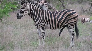 커다란 검은 음경이 배 밑에서 위아래로 스톡 동영상 비디오(100% 로열티 프리) 1082942311 | Shutterstock