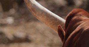 Red Ankole-Watusi, Watusi mit großen Hörnern,: Stockvideos & Filmmaterial (100 % lizenzfrei) 1110194465 | Shutterstock