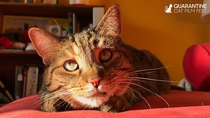 The Quarantine Cat Film Fest Will Bring You the Best of Cats